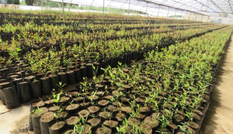 طرح مردمی کاشت یک میلیارد درخت در استان کرمان